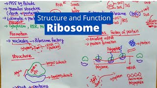 Ribosome Structure and Function  What is a Ribosomes [upl. by Desiree]