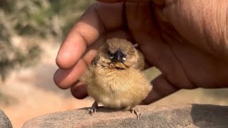 Little Bird Needed Help  Kaise Ki Maine Iss Choti Chidiya Ki Madad🐥 [upl. by Cohby]