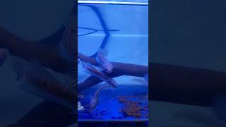 Video Short Channa Asiatica High Fin White Spot channa snakehead aquarium channaasiatica [upl. by Auhesoj]