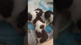 English springer spaniel pups growing [upl. by Kudva]