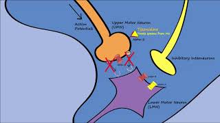 Muscle Relaxers  Mechanisms Indications Side Effects [upl. by Abigael]