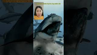 Tiger shark vs yellow pin shortvideo enjoyeverymomentofyourlife trendingshorts [upl. by Simara575]