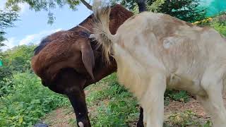 bakri bakri bakrifarm बकरीपालन babygoats [upl. by Bradshaw]