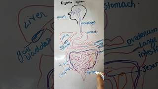 Digestive system digestivesystem humananatomy shorts shortvideo viralshort ytshorts [upl. by Enerahs797]