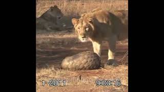 Pangolin fights off Lions by curling up shorts wildlife [upl. by Arlyn]