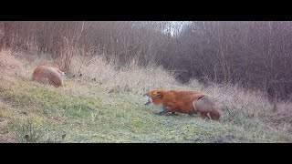 Pregnant fox screaming at partner [upl. by Eneloc]