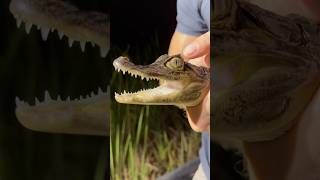 Invasive crocodilian in Florida caiman spectacledcaiman [upl. by Esimaj]