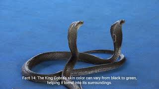 King Cobra Snakes Facts  1 Minute Knowledge [upl. by Billen]