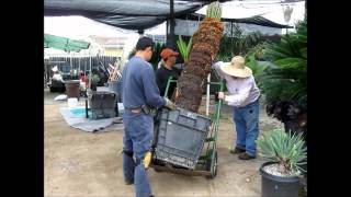 Sago Palm Cycas revoluta at Jurassic Garden  Moving Large ReEstablished Specimen [upl. by Rolph794]