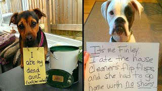 Times Pets Did Something Naughty And Ended Up On This “Dog Shaming” Page  Funny Animal [upl. by Adniroc]