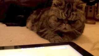 Exotic Shorthair cat plays with Ipad Cat Game [upl. by Alburg]