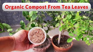 Tea leaves Eggshell amp Onion peel fertilizer for any plants  Best organic fertilizer for any plants [upl. by Adnamas]