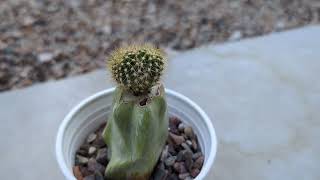 Echinopsis Dangerous Journey Dichotomous Offset Grafted to L Schottii [upl. by Osman]