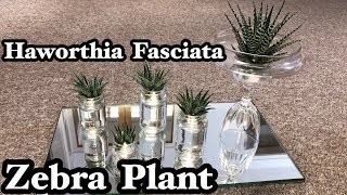 HAWORTHIA FASCIATA ZEBRA PLANT [upl. by Orren784]