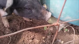 How To Make A Pig Waterer [upl. by Radloff476]