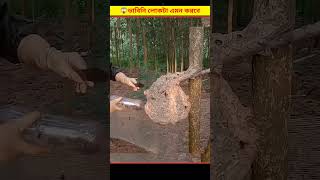 😱 মৌমাছি ধরার এই পদ্ধতি দেখে আপনি অবাক হয়ে যাবেন  Honey Farming Bangla [upl. by Immak]