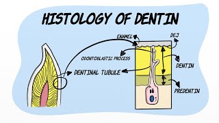 Histology of Dentin [upl. by Oilcareh]