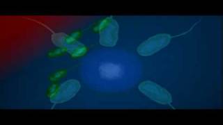 Bacteria Shape  Biology  Bacteriology [upl. by Skipton]