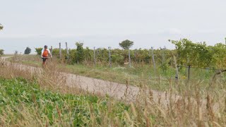 Weinradwege im Weinviertel [upl. by Attennod]