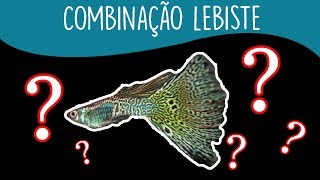 5 espécies compatíveis com o LEBISTE Guppy [upl. by Sawyere]