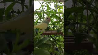 Baby parakeet having greens budgies birdslover budgiesparakeet babybirds [upl. by Alihet387]