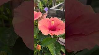 Hibiscus flower care tips organicgardenplants hibiscus ytbshorts shortvideo short [upl. by Keviv]