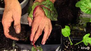 Divide Swiss chard transplants  John Dromgoole  Central Texas Gardener [upl. by Nuawtna]