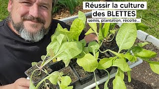 Comment cultiver les BLETTES semis plantation récolte『TUTO』 [upl. by Azmah]