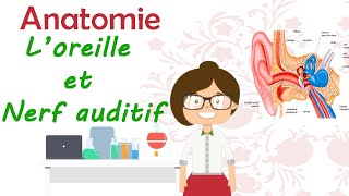 Anatomie  L’oreille et le nerf auditif  laudition  cours de 2 ème année médecine [upl. by Anitnoc]