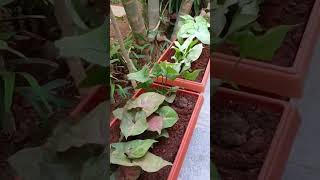 Small Area Garden Maintenance  Gardening ideas Tamil  Green Formula Landscapers [upl. by Reddin]