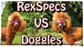 RexSpecs vs Doggles  Dog eye protection and why it matters  servicedoggear [upl. by Eibba]