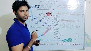 DNA packaging Nucleosome Chromatin Chromosome Histone protein Gene regulation [upl. by Llevart]