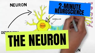 2Minute Neuroscience The Neuron [upl. by Mackler128]