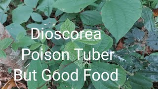 Dioscorea Poison Tuber But Good Food [upl. by Ahsekad]