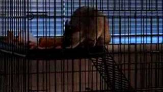 Stella the Giant Gambian Pouched Rat [upl. by Tedi]