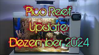 25l Pico Reef Update Dezember 2024 [upl. by Oicor]