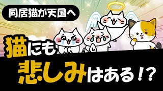 猫は一緒に暮らす仲間の猫の死を理解し、人間と同じペットロスになってしまう事がある！ [upl. by Ert33]