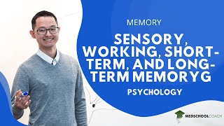 Sensory Working ShortTerm and LongTerm Memory [upl. by Etolas338]