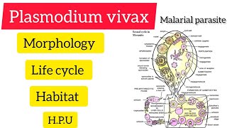 Plasmodium vivaxzoology Bsc 3rd year handwritennotes hpu biology exam notes viralvideo [upl. by Uolymme]