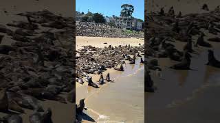 HUNDREDS of sea lions GIVE UP ON OUR OCEAN [upl. by Euqor]