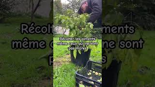 Astuce comment hiverné ses piments 🌶️ diy jardin garden gardening shorts [upl. by Aicnatsnoc]