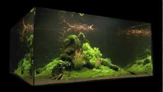 Natures Chaos Aquascape 1 Year Old by James Findley [upl. by Retlaw]