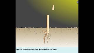 FW Went experiment isolating Auxins from coleoptile tips [upl. by Nitsug]