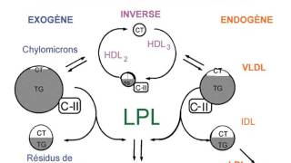 BIOCHIMIE 1 LES LIPOPROTEINES [upl. by Jd]