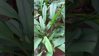 Curcuma caesia leaves [upl. by Leiria]