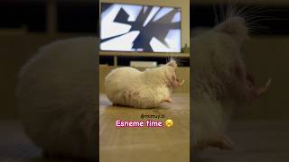 Esneme time 😂 esneyen uykulu hamster Mimuy evcilhayvan evcil hayvan [upl. by Rakel]