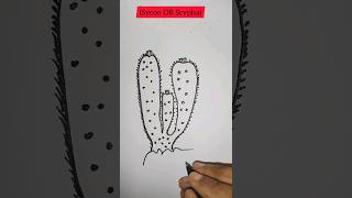 how to draw SyconScypha diagram easy stepshorts diagram viral drawing dailylearn [upl. by Machute283]