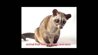 How to get rid of Civet Cats [upl. by Enilehcim]