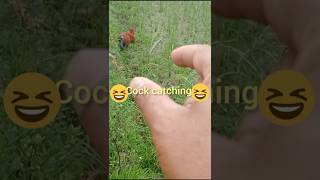 Chicken short video shorts chicken birds [upl. by Stockwell]