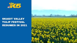 Skagit Valley prepares for tulip festival [upl. by Sokim657]